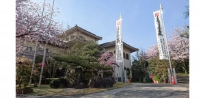 妙法寺の桜